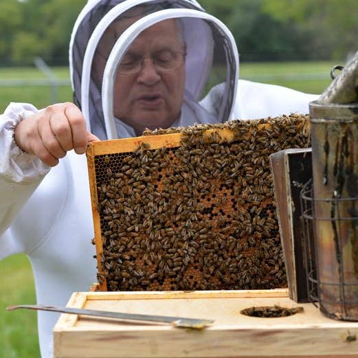 files/what-do-beekeepers-do-in-spring.jpg